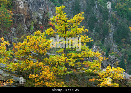 Sessile oak / Cornish oak / Durmast oak (Quercus petraea / Quercus sessiliflora) in autumn colours Stock Photo
