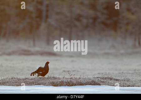 Male Black Grouse at a lek in Finland Stock Photo