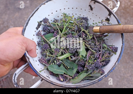 Fresh cut Purple Sprouting Broccoli. Stock Photo