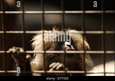 monkey in cage Stock Photo