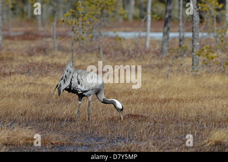 Common Crane feeding on a swamp in Finland Stock Photo