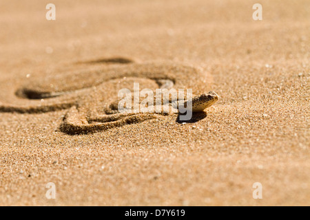 Peringueys desert adder Stock Photo