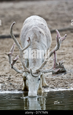 reindeer Stock Photo
