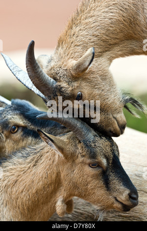 pygmy goats Stock Photo
