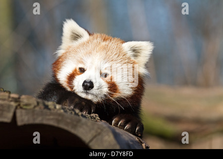 lesser panda Stock Photo