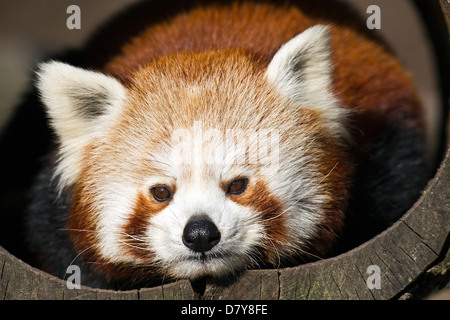 lesser panda Stock Photo