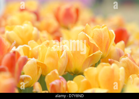 Beauty of Apeldoorn tulips with shallow depth of field Stock Photo