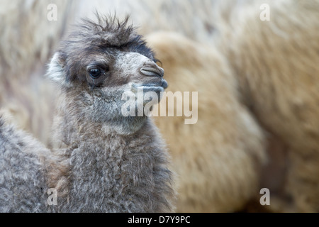 Bactrian camel Stock Photo