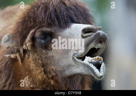 Bactrian camel Stock Photo