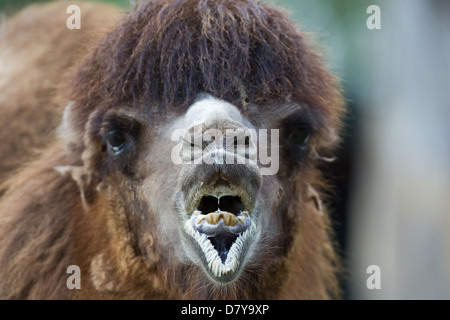 Bactrian camel Stock Photo
