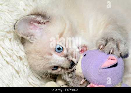 A cute Siamese, Balinese mixed breed kitten playing with his stuffed animal. Stock Photo