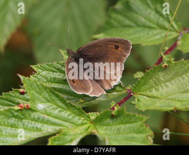 Close up of a male Meadow Brown (Maniola jurtina) with wings folded open