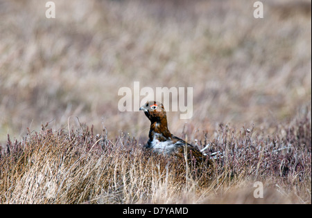 red grouse lagopus lagopus scoticus male heather moorland highlands scotland Stock Photo