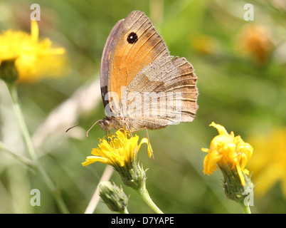 Close up of a Meadow Brown (Maniola jurtina) butterfly posing on a flower Stock Photo