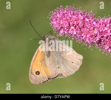 Close up of a Meadow Brown (Maniola jurtina) butterfly posing on a flower Stock Photo