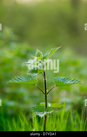 Urtica dioica. Stinging nettle in the english countryside Stock Photo