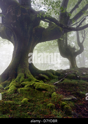 mysterious and twisted trees in fog with green roots Stock Photo