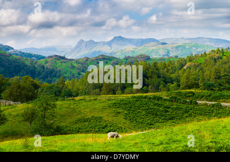 Summer view of Holme Fell and the Langdale Pikes near Coniston in the Lake District, Cumbria, England. Stock Photo