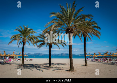 Four palm trees on white sandy beach Stock Photo