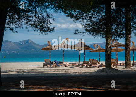 Shade of pine trees on a white sandy beach with sun beds and umbrellas at the Mediterranean Sea Stock Photo