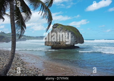 Shingle beaches on the East Coast of Barbados at Soup Bowl Bay, Bathsheba Stock Photo