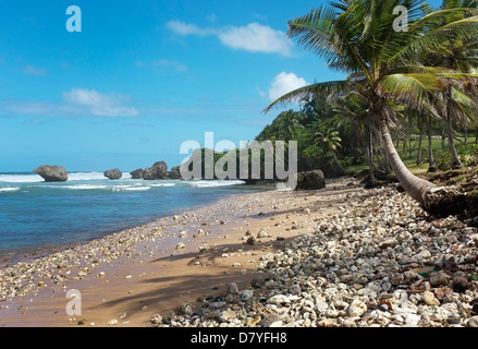 Shingle beaches on the East Coast of Barbados at Soup Bowl Bay, Bathsheba Stock Photo