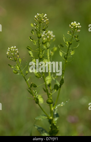 white little flower Thlaspi arvense on green background meadow Stock Photo