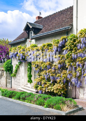 French town house covered with blue flowering Wisteria climbing vine - France. Stock Photo