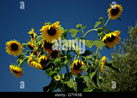 Big yellow sunflowers against clear blue sky at sunny summer day. Stock Photo