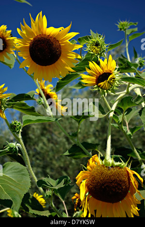 Big yellow sunflowers against clear blue sky at sunny summer day. Stock Photo