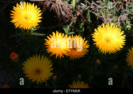 Yellow-blooming Ice Plant Stock Photo