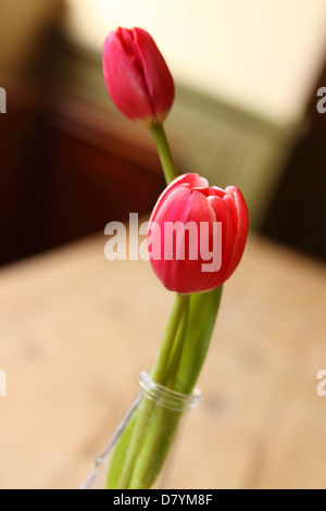 Red tulip in glass vase Stock Photo
