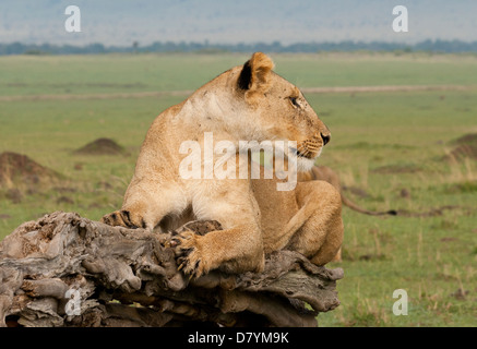 Lioness (Panthera leo) sharpening claws on a old fallen tree on the Masai Mara National Reserve, Kenya, East Africa, Stock Photo