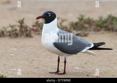 Laughing Gull (Larus atricilla) in breeding plumage, Bolivar Peninsula, Texas Stock Photo