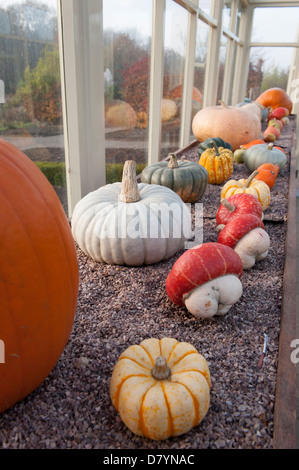 Variety of harvested, colourful fresh, ripe, winter squash, pumpkins & gourds displayed in garden greenhouse by window - North Yorkshire, England, UK. Stock Photo