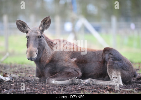 European Moose (Alces alces) Stock Photo