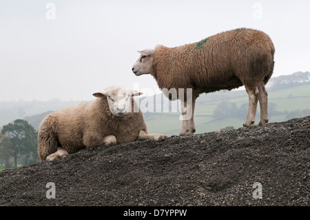 2 farm animals (sheep) on mound of stones next to each other, 1 lying & staring at camera & one standing up by her side - North Yorkshire, England, UK Stock Photo