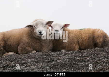 Two farm animals (sheep) lying on mound of stones side by side, heads together, staring intently, posing for camera - North Yorkshire, England, UK. Stock Photo