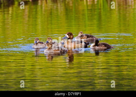 Greater Scaup hen with chicks, Aythya marila, Bluebill, on a tundra lake in the western section of Denali National Park, Alaska Stock Photo