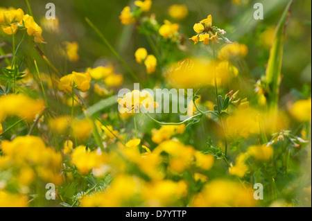 The yellow flowers of Bird's-foot Trefoil (Lotus corniculatus) growing in a hay field in Ontario, Canada. Stock Photo