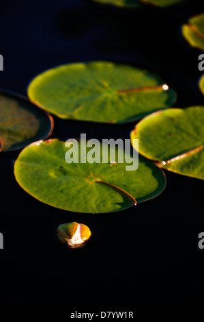 The emerging bud of a fragrant white water lily flower amongst leaves and dark water, Killarney Provincial Park, Ontario, Canada Stock Photo