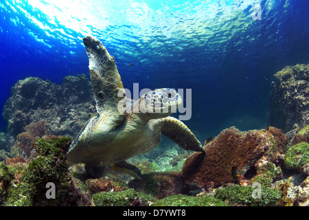 Green sea turtle underwater, Galapagos Islands Stock Photo