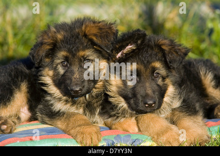 German Shepherd puppies Stock Photo