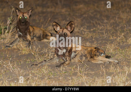 Wild Dogs at Chobe River, Chobe National Park, Botswana Stock Photo