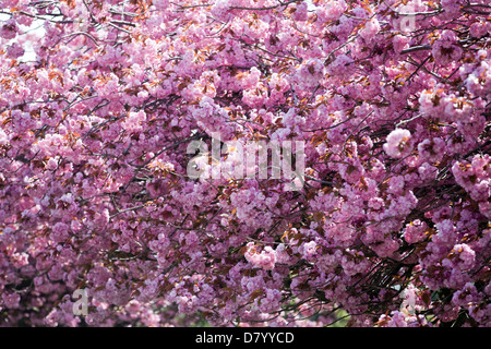 Japanese miniature cherry trees Prunus Kanzan Stock Photo