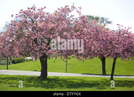 Japanese miniature cherry trees Prunus Kanzan Stock Photo