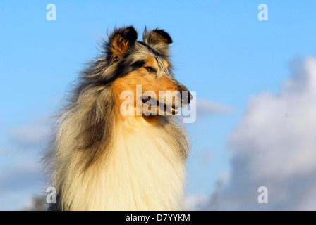 Blue Merle Collie Stock Photo