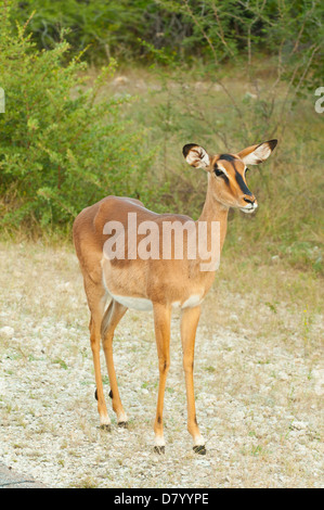 Black Faced Impala in Etosha National Park, Namibia Stock Photo