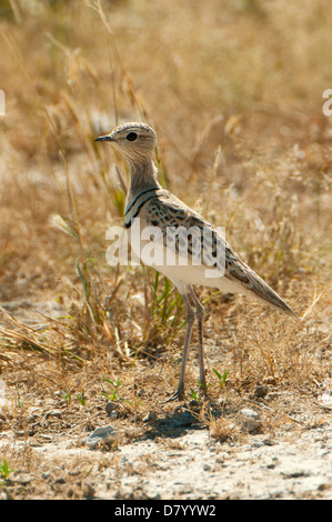 Double-banded Courser in Etosha National Park, Namibia Stock Photo