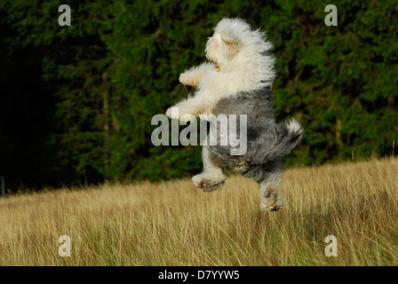 playing Old English Sheepdog Stock Photo